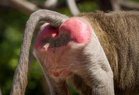 fesses de babouin|Fesses de babouin